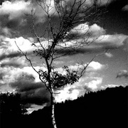 Atmospheric_tree_card