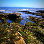 Tidepools_final_display_card