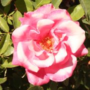 Img_7248_card
