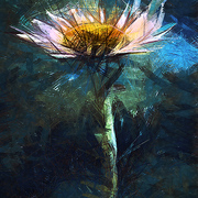 The_daisy_card