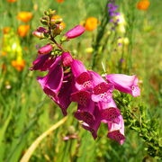 Pink_flower_final_display_card