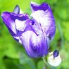 Iris_thumb