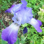 Iris2_card