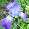 Iris2_thumb
