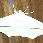 Moth2_card