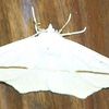 Moth2_thumb