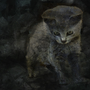 Portrait_of_a_young_cat_card