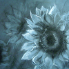 Sunflowerdrawing550_thumb