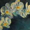Orchid500_thumb