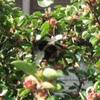 Cotoneasterbee_thumb