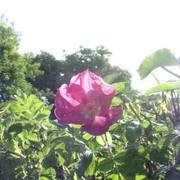 Rugosa_card