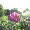 Rugosa_thumb