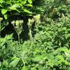 Through_the_grapvine_005_thumb