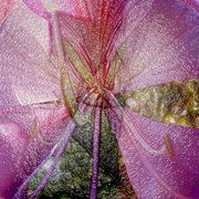 Bauhinia