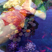 Gold_fish_dancers_card