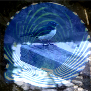 Wagtail