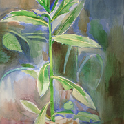 2007-grass_0213_card