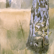 2007-birch-trees_0183_card