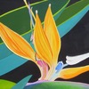 Birdofparadise1061_thumb