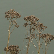 Sh104434_card