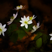 Spring_floor_card