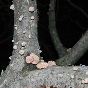Lichen_card