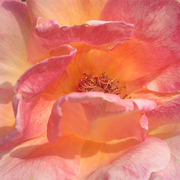 Pink_rose_card