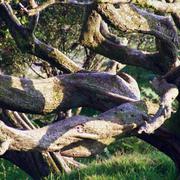 Ancient_tree_card