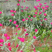 Fuschia_1_card