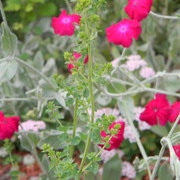 Fuschia_2_card