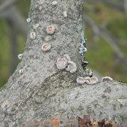 Lichen_2_card