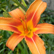 Tigerlily_1_card