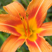 Tigerlily_2_card