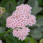 Yarrow_card