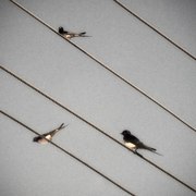 Birds_thumb_card