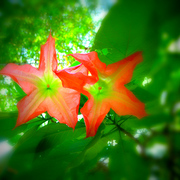 Flowersdisplay_card