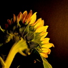 Dsc08772_thumb