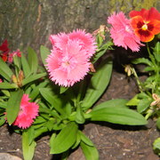 Neighborsflowers_card