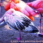 Flamingo__604x453__card
