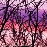 Pinksky_card