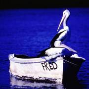 A160_copy_pelicans_on_boat_called_fred_2_card