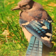 Bluejay_card