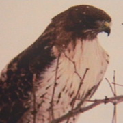 Redtailhawk_card
