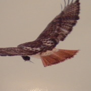 Redtailhawk2_card