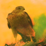 Redtailhawk3_card