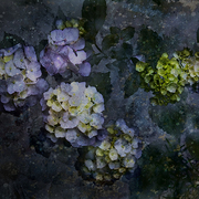 Blue_hydrangea_card