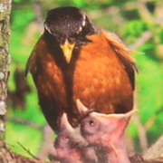 Birdsdinnertime_card