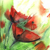 Mohn_eins_kl_thumb