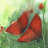Mohn_zwei_kl_thumb