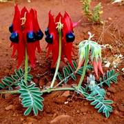 Sturt_pea_copy_4_card